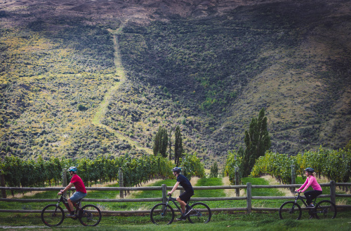 Queenstown-trail-vineyard-cycling