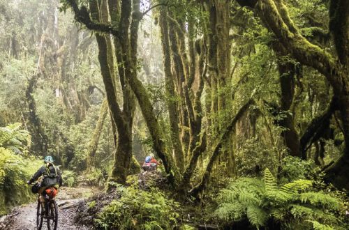 the-timber-trail-cycling-new-zealand-mistry-forest-