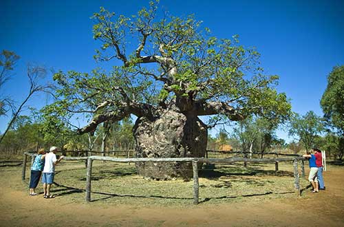 kimberley-western-australia-boab-tree-boab-prison