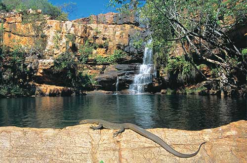 kimberley-western-australia-galvans-gorge-lizard