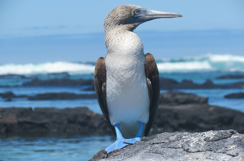 galapagos-islands-cruise-blue-footed-boobies-wildlife