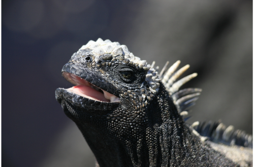 galapagos-islands-luxury-cruise-iguana-wildlife