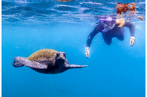 galapagos-islands-snorkel-tortoise-swim-sealife-beach