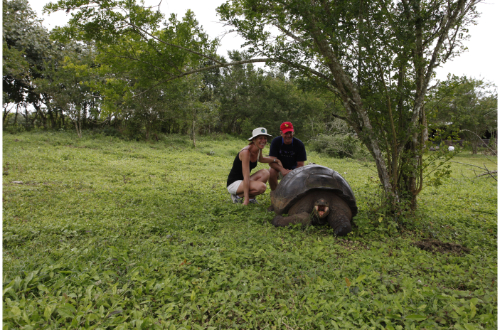 galapagos-wild-tortoise-reserve-feeding-wildlife