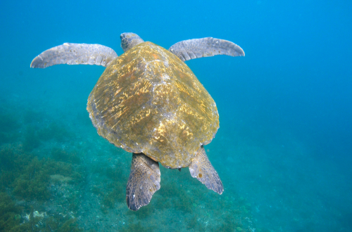 /turtle-bay-island-galapagos-luxury-cruise-sealife-swim