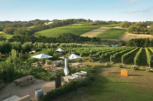 mornington-peninsula-victoria-australia-winery-Montalto-overview