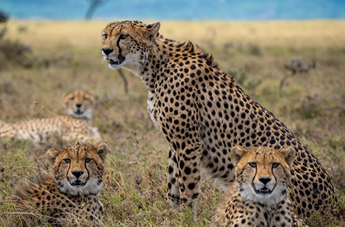 kenya-cheetahs