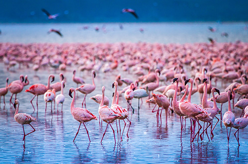 kenya-flamingos