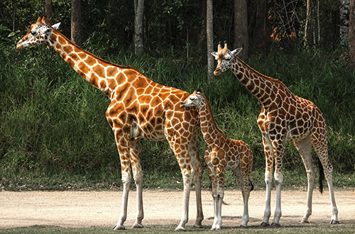 kenya-giraffes