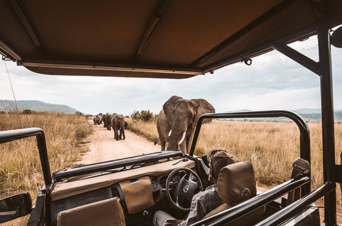 kenya-safari-elephants