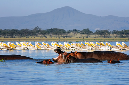 lake-naivasha-kenya-hippos