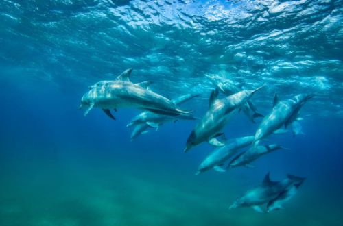 white-pearl-resorts-ponta-mamoli-mozambique-ocean-safari-dolphins