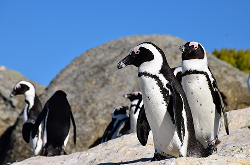 african-penguin-standing-boulders-beach-cape-town-south-africa