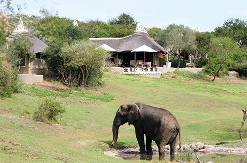 amakhala-safari-lodge-elephant