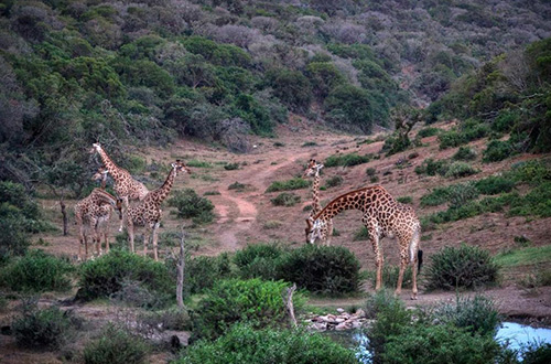 amakhala-safari-lodge-giraffe