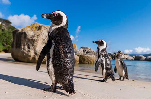 boulders-beach-penguin