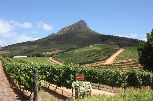 delaire-graff-estate-vineyard-cape-winelands-south-africa