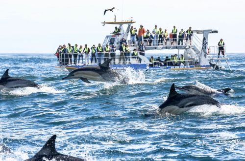 dyer-island-hermanus-south-africa-dolphins-whale-watching-cruise