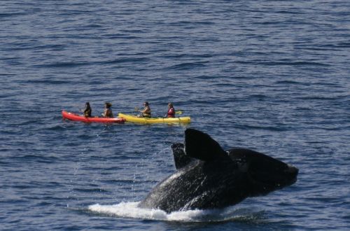 hermanus-south-africa-sea-kayak-whale