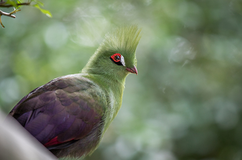 knysna-turaco-forest-knysna-western-cape-south-africa