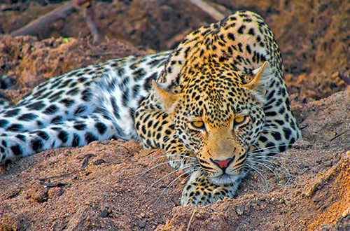 leopard-south-africa