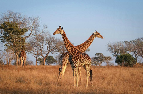 londolozi-private-game-reserve-skukuza-south-africa-safari-giraffe