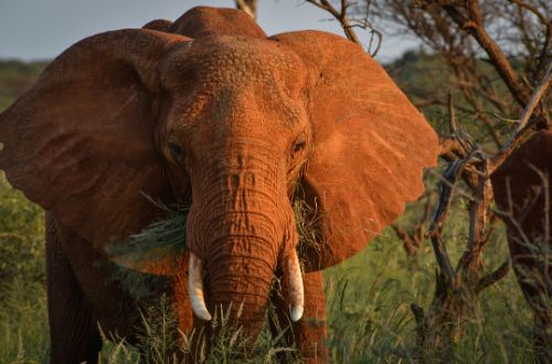 madikwe-lelapa-safari-lodge-madikwe-game-reserve-south-africa-safari-game-drive-elephant