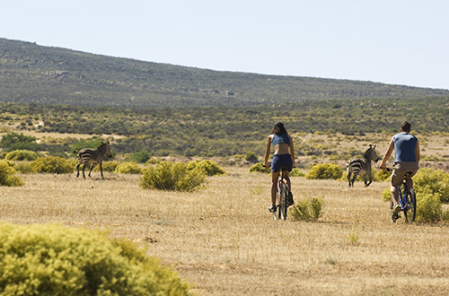 mountain-biking-cape-mountain-south-africa-biker-zebra
