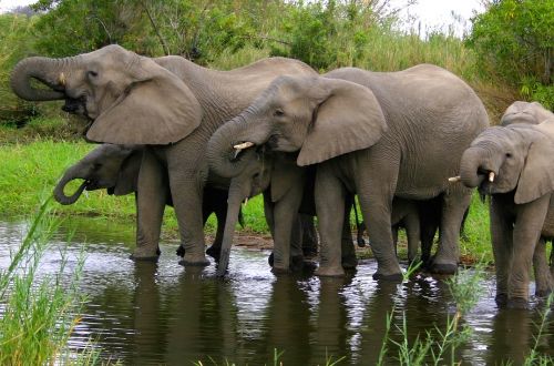 ulusaba-safari-lodge-sabi-sands-kruger-national-park-southa-africa-elephants-waterhole