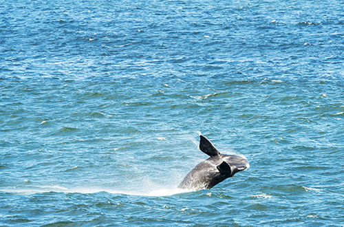 whale-watching-hermanus-western-cape-south-africa
