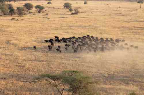 Nimali-Central-Serengeti-wildbeests-tanzania