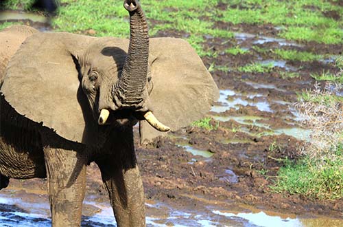 great-migration-mara-tanzania/elephant-manyara-national-park-tanzania