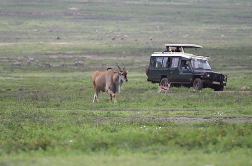 gorongoro-crater-tanznia-jeep-through-safari-africa