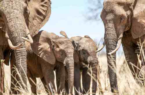 nimali-tarangire-tanzania-elephant