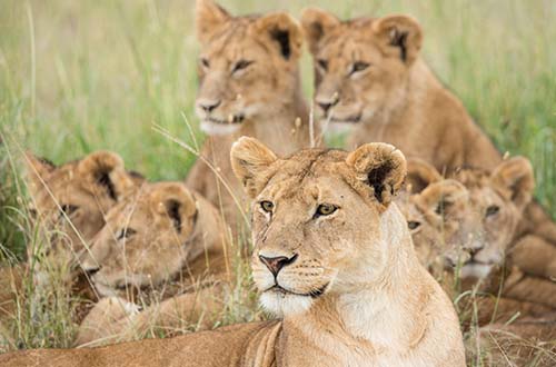 lions-serengeti-national-park-tanzania
