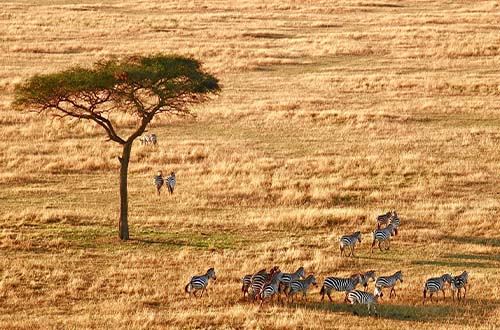 serengeti-national-park-tanzania-africa