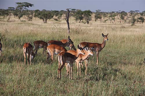 serengeti-national-park-tanzania