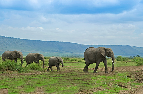 sanctuary-ngorongoro-munge-tanzania-elephant-crater-camp