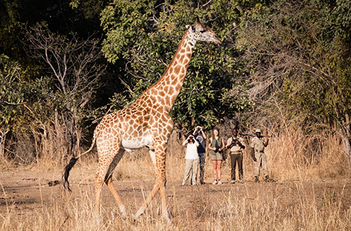 tafika-camp-walking-single-giraffe