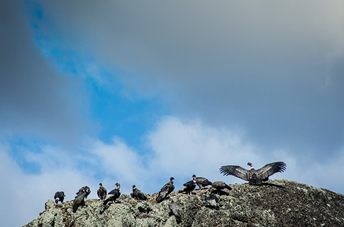 argentina-to-chile-birds