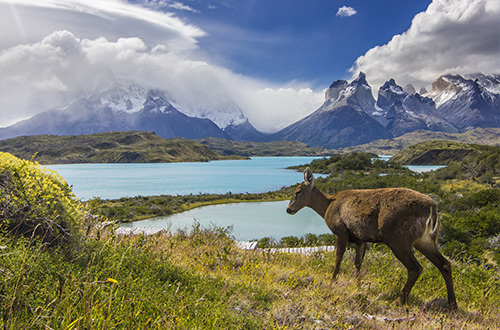 los-huemules-private-nature-reserve-santa-cruz-argentina-deer