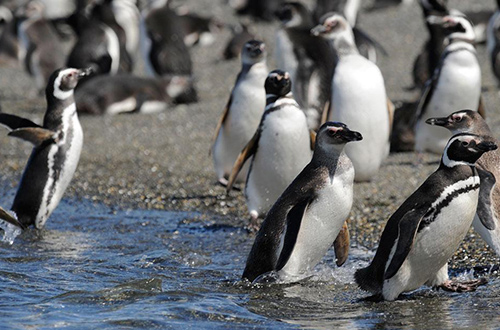 penguin-colony-in-gable-island