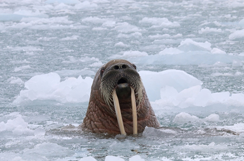 walrus-sighting-canada