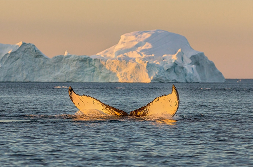 humpback-whale-disko-bay