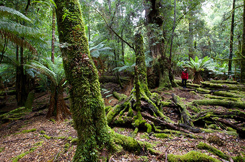 exploring-takayna-tarkine-tasmania-australia