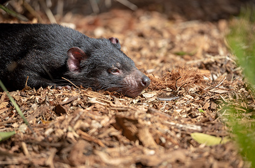 tasmanian-devil