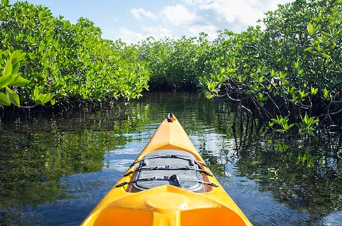 kayaking-through-the-mangrove