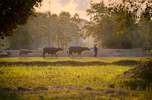 asian-farmer-and-buffalo-shutterstock635347517