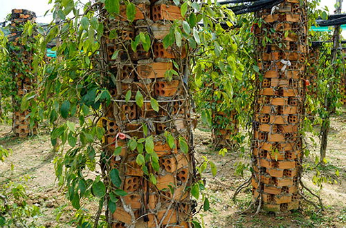 kampot-pepper-plantation-kampot-cambodia