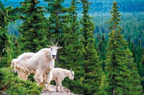 canadian-rockies-mountain-goats-canada